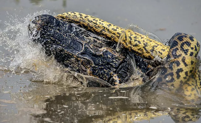 Anaconda Kills Crocodile In Amazon Rainforest - Sakshi