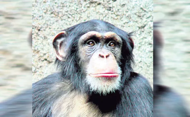 Chimp Suzi Attacks On Gardener In Nehru Zoological Park Hyderabad - Sakshi