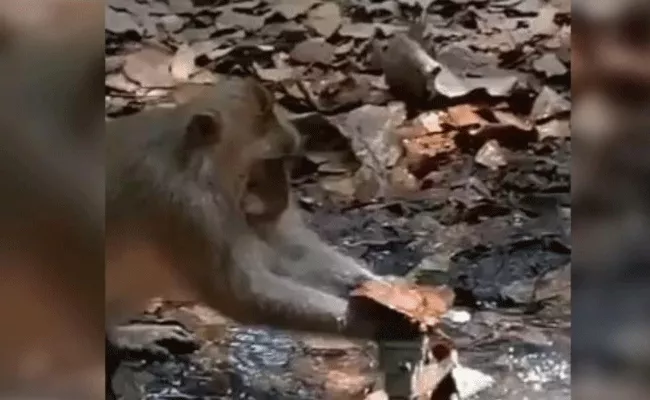 Monkey Tries To Fix Leaking Pipe With Leaves In Viral Video - Sakshi