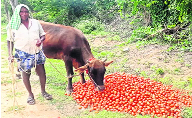 Uji Disease Spreading With Tomatoes In Chittoor - Sakshi