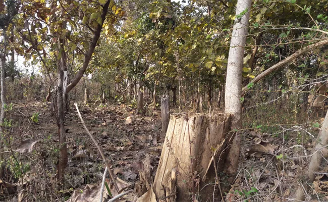 Failure Of Forest Authorities To Protect Forest - Sakshi