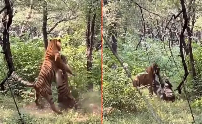 Two Tiger Brothers Fight Over A Tigress - Sakshi