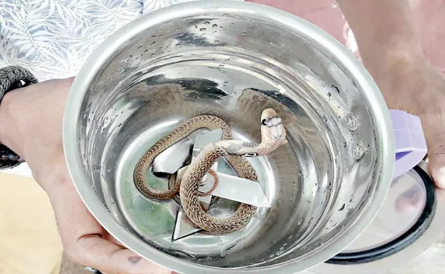 Snake Babies Found in Mixie Jar Tamil nadu - Sakshi