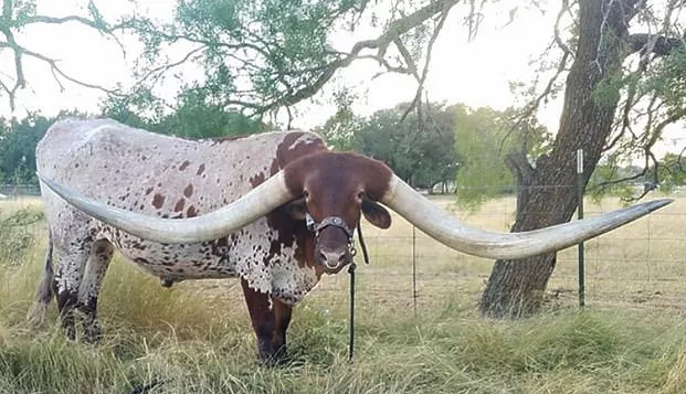 Longest Horns Cow Of America To Get Guinness Book Of World Records - Sakshi