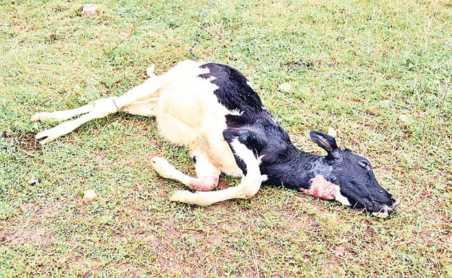 Three Calves Killed in Leopard Attack in Amangal - Sakshi