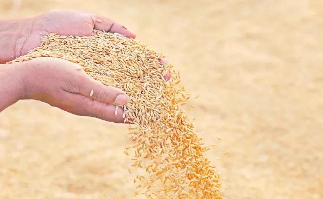 Authorities decided to implement the Grain buying centers statewide - Sakshi