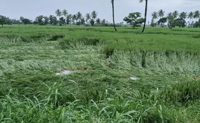 Heavy Rainfall In Amalapuram From Last Three Days - Sakshi