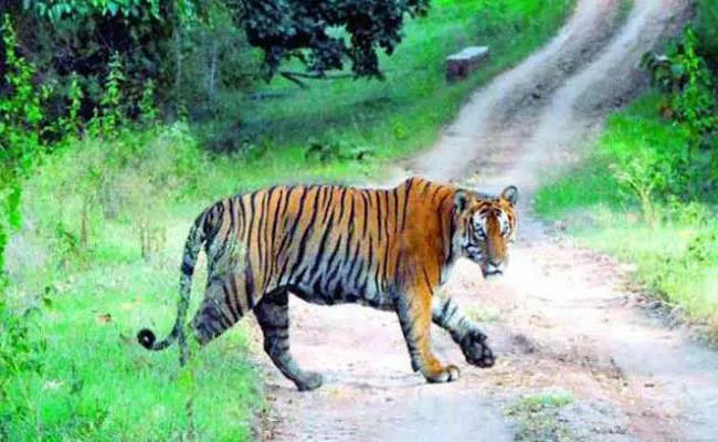 Tiger Wandering In Mancherial District - Sakshi