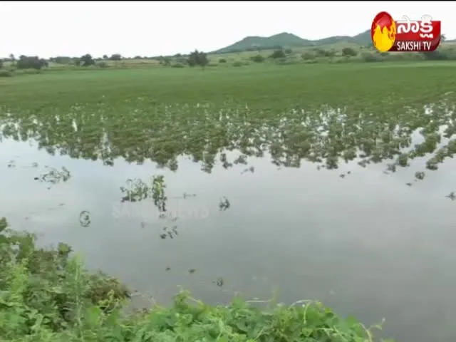 Huge crop damage in krishna district