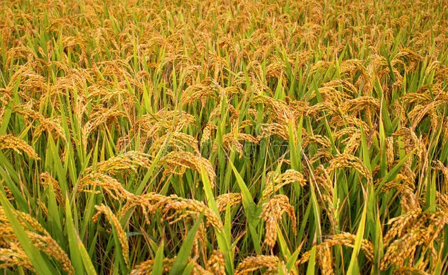 Agriculture Rice Production Increased In Market 2019 - Sakshi