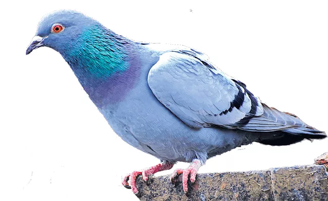 Lung Disease With Pigeons in Hyderabad - Sakshi