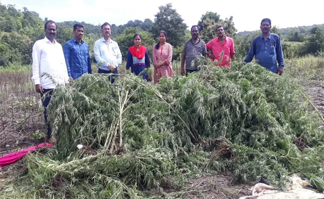 Officers Destroyed Marijuana Crop in Nizamabad District - Sakshi