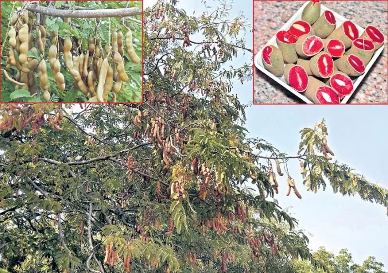 Anantha Rudhira variety of tamarind tree - Sakshi