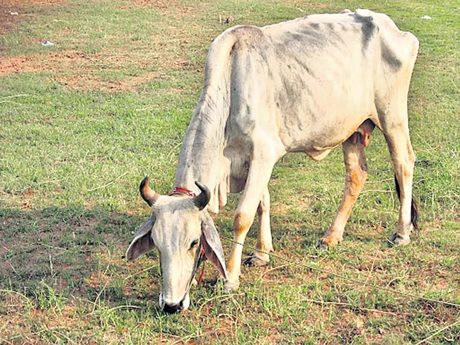 Factors affecting the health of dairy cattle - Sakshi