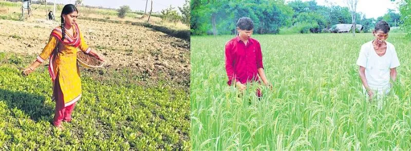 Natural farming of Mysore Mallige A unique paddy variety - Sakshi