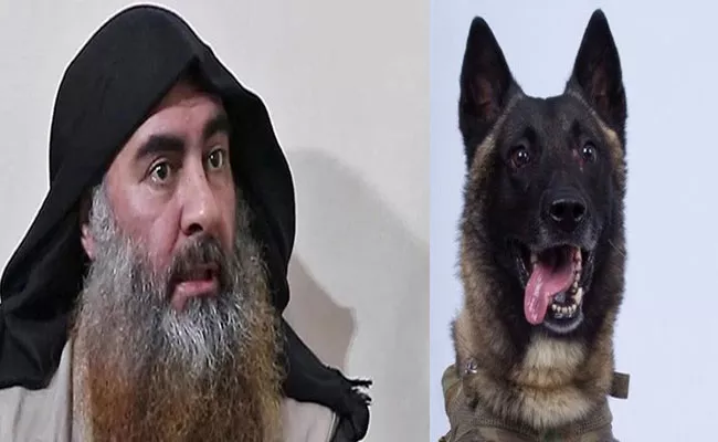 Trump Shares Military Dog Photo Says It Chased ISIS Chief Baghdadi - Sakshi