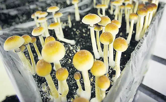 Psilocybin Mushrooms Helps In Stress Relief - Sakshi