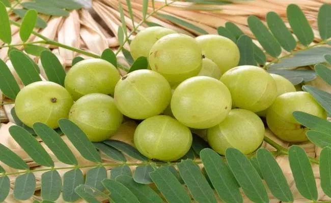 Importance Of Amla In Karthika Masam - Sakshi