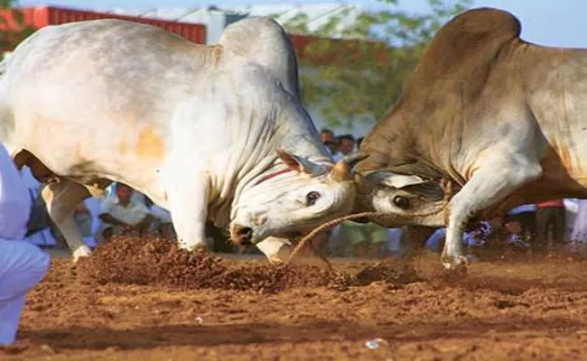 Bull Fell Into Well While Bull fighting In Chittoor - Sakshi