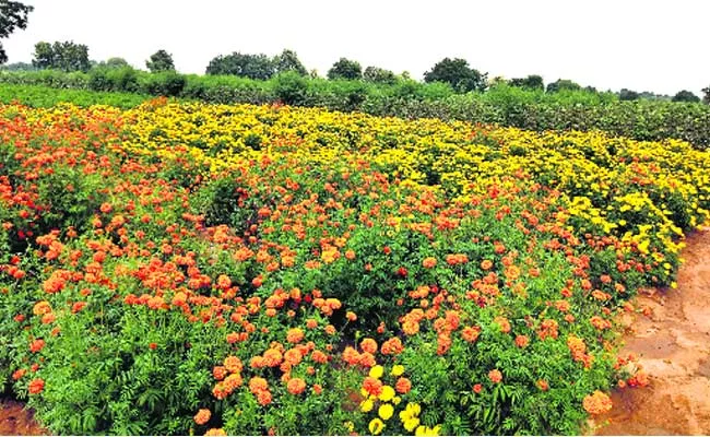 Flower Price Increase In Bathukamma Season In Sangareddy - Sakshi