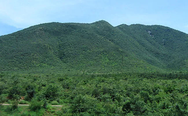 Mangrove Forest Area Decreasing In Andhra Pradesh Coastal - Sakshi