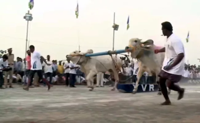 Ongole Bull Competition Started In Gannavaram - Sakshi