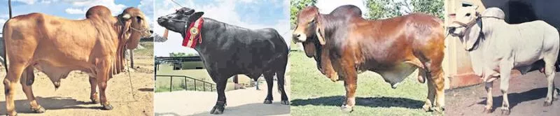 Desi cattle breeding program - Sakshi