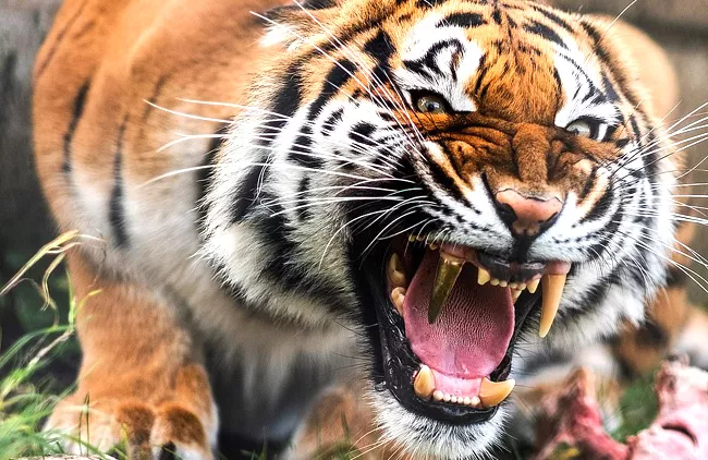 Bengal Tiger Fitted With Golden Fang - Sakshi