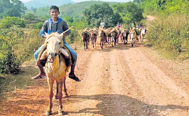 Horses are the transport system in Visakha tribal hordes even today - Sakshi