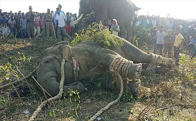 Rogue Bin Laden Elephant Caught In India After Killing 5 People - Sakshi