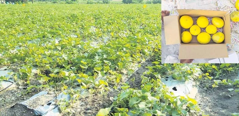 Canary Melon fruit cultivation in big profits - Sakshi