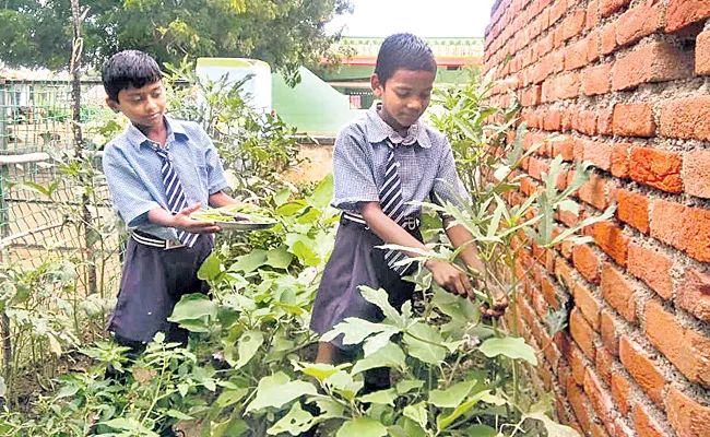 Youth Services Department Letter To District Collectors Over Kitchen Garden At Schools - Sakshi