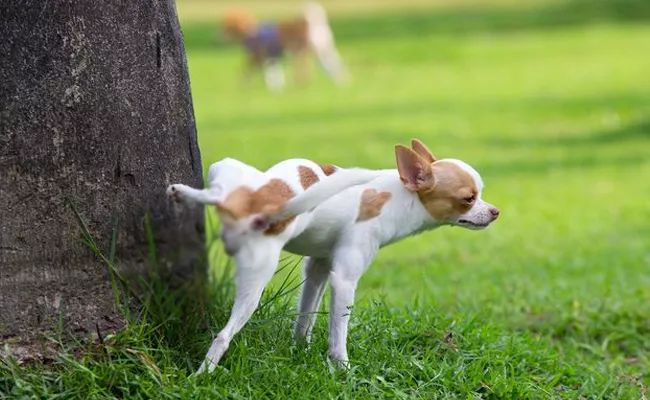 Dog Owners Risk in Parks Cleaning Karnataka - Sakshi