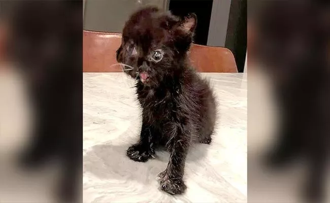 Meet Duo The Two Faced Kitten With Whom Internet Fell In Love Became Viral - Sakshi