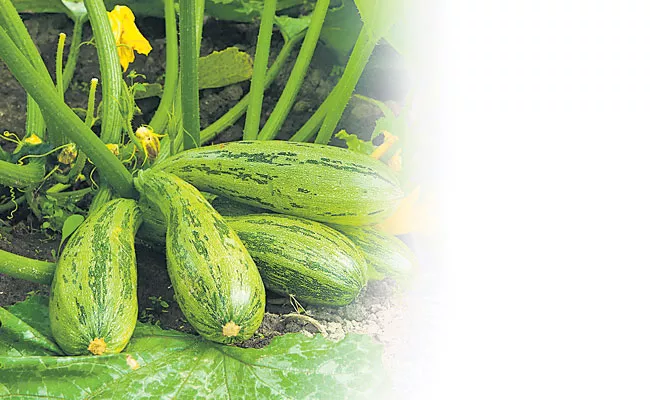 Nethi Luffa Is Very Good For Health - Sakshi