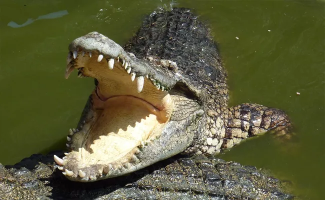 15 Years Old boy Saves His Sister By Fighting With Crocodile - Sakshi