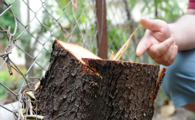 Thieves Chopped Off Sandalwood Trees From the Premises of Judge Bunglow - Sakshi