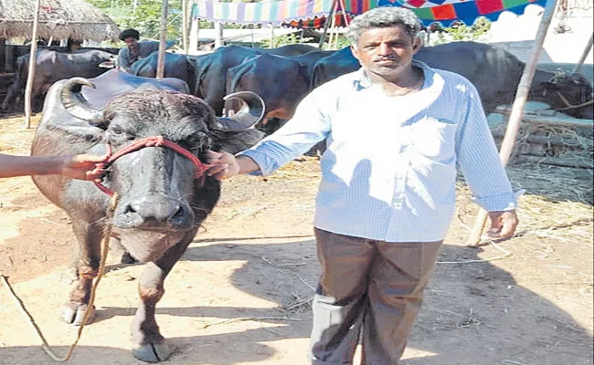 When will the 18-month dairy farmers hope come to an end - Sakshi