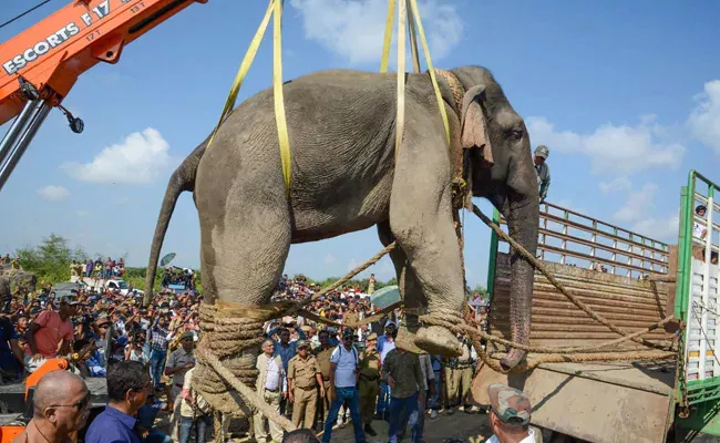 Assam Rogue Elephant Dies After Six Days In Captivity - Sakshi