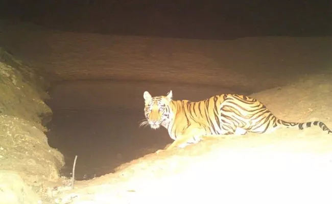 Tiger wandering In Chennur In Adilabad - Sakshi