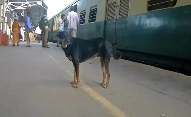 Abandoned Dog Barks At Those Flouting Rules At Chennai Railway Station - Sakshi