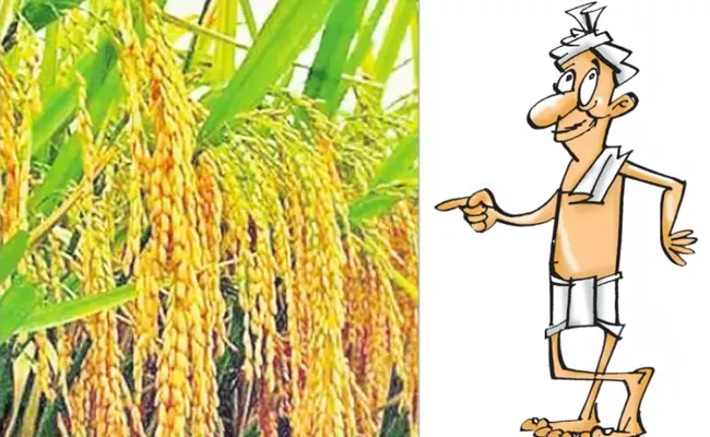 Hopeful Rice Crop Yields In West Godavari - Sakshi