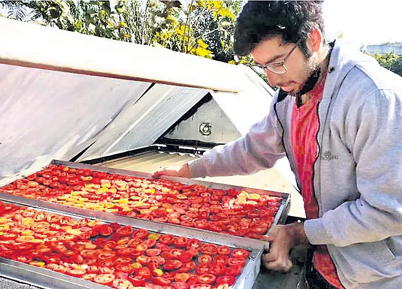 Solar dryers hold potential to cut food loss - Sakshi