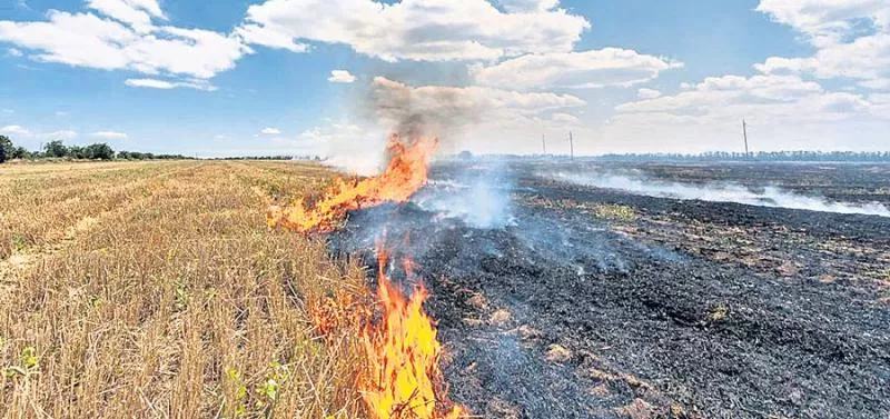 Burning grass releases more nitrogen pollution than burning - Sakshi