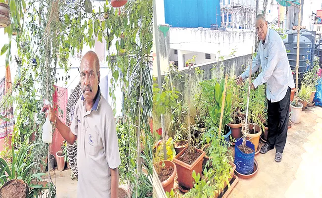 Roof Garden Farm In Hyderabad - Sakshi