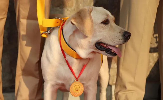 CISF Honours Canines On Retirement With Medals And Mementos - Sakshi