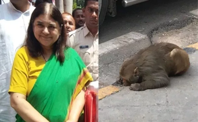 Maneka Gandhi Earns Praise For Tweet Over Injured Monkey - Sakshi