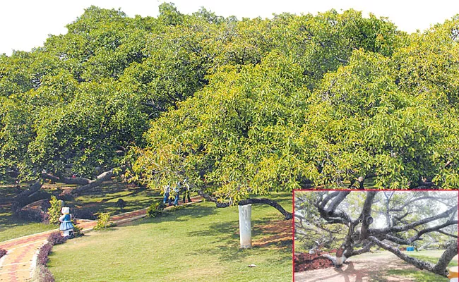  800 Year Old Banyan Tree In Mahabubnagar - Sakshi