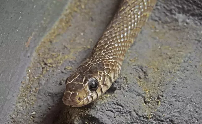 10 Year Old Girl Dies Of SnakeBite In Classroom In Kerala - Sakshi