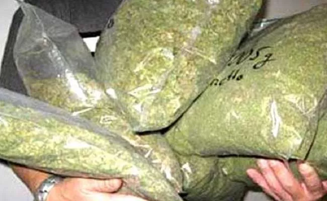 500 Kg Ganja Seized By Warangal Police - Sakshi